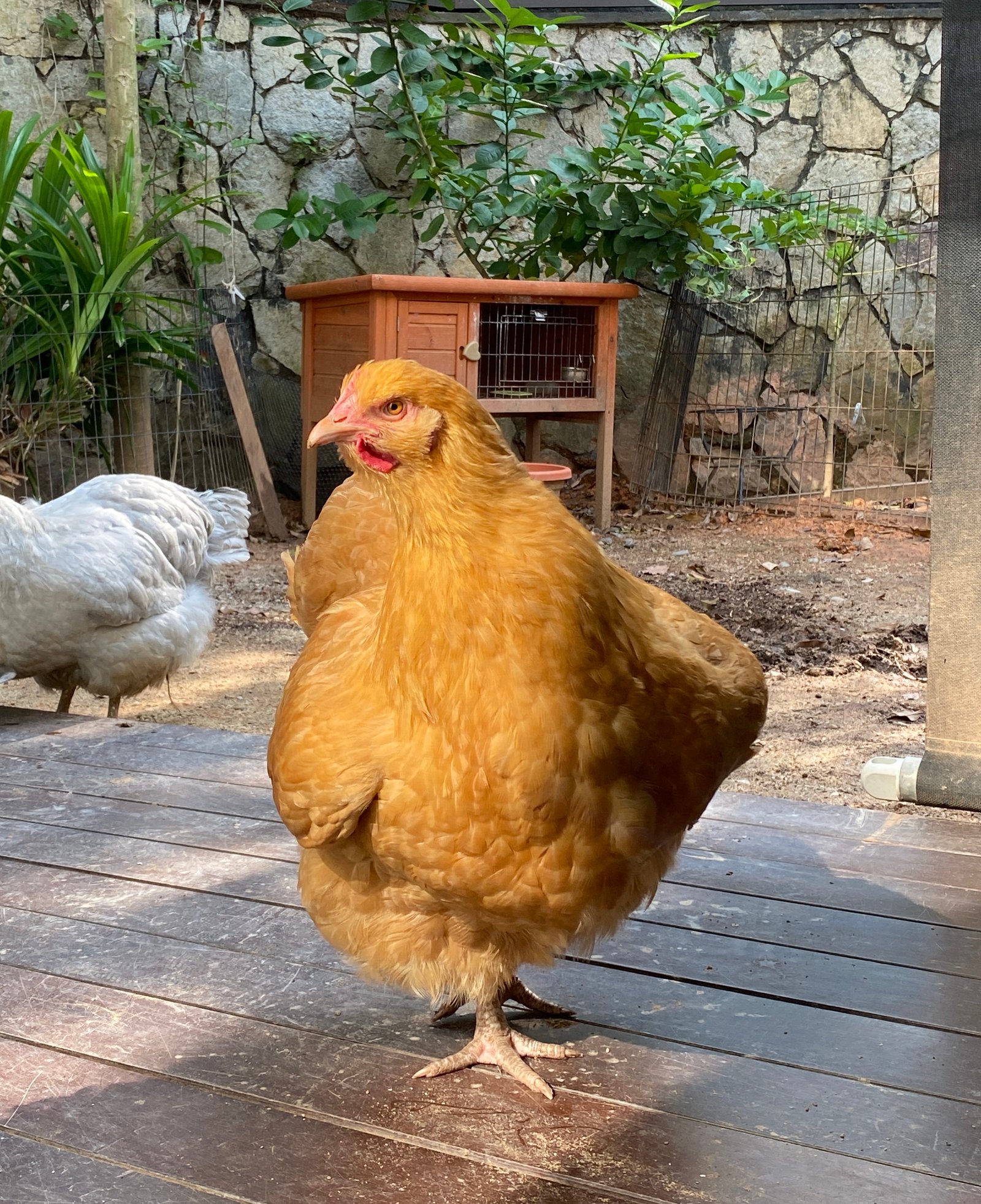 Orpington - poule pondeuse buff douce